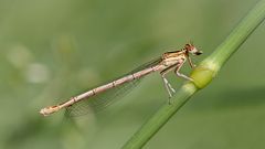 blaue federlibelle w.