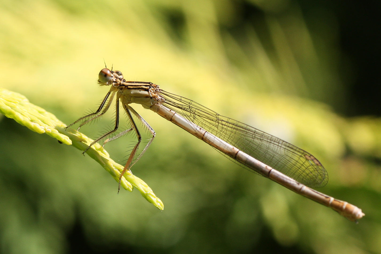 Blaue Federlibelle Weib. (Platycnemis pennipes)