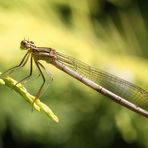 Blaue Federlibelle Weib. (Platycnemis pennipes)