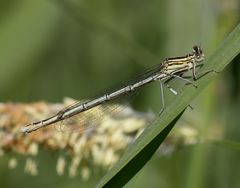 Blaue Federlibelle Weibchen