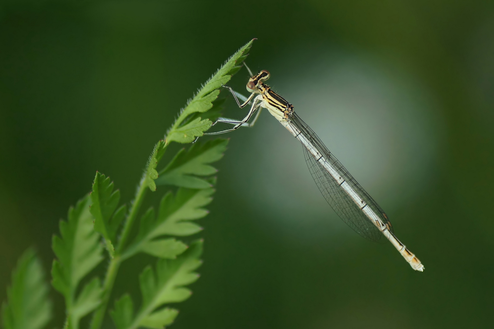 Blaue Federlibelle Weibchen