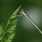 Blaue Federlibelle Weibchen