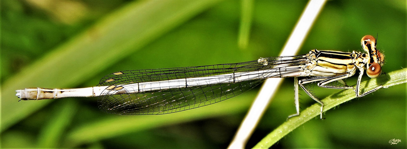 Blaue Federlibelle (Weibchen)