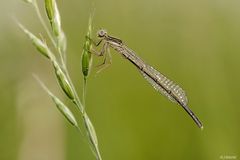 Blaue Federlibelle (Weibchen)