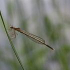 Blaue Federlibelle (Weibchen)