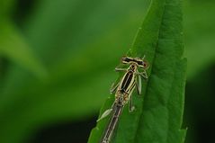 Blaue Federlibelle, Weibchen