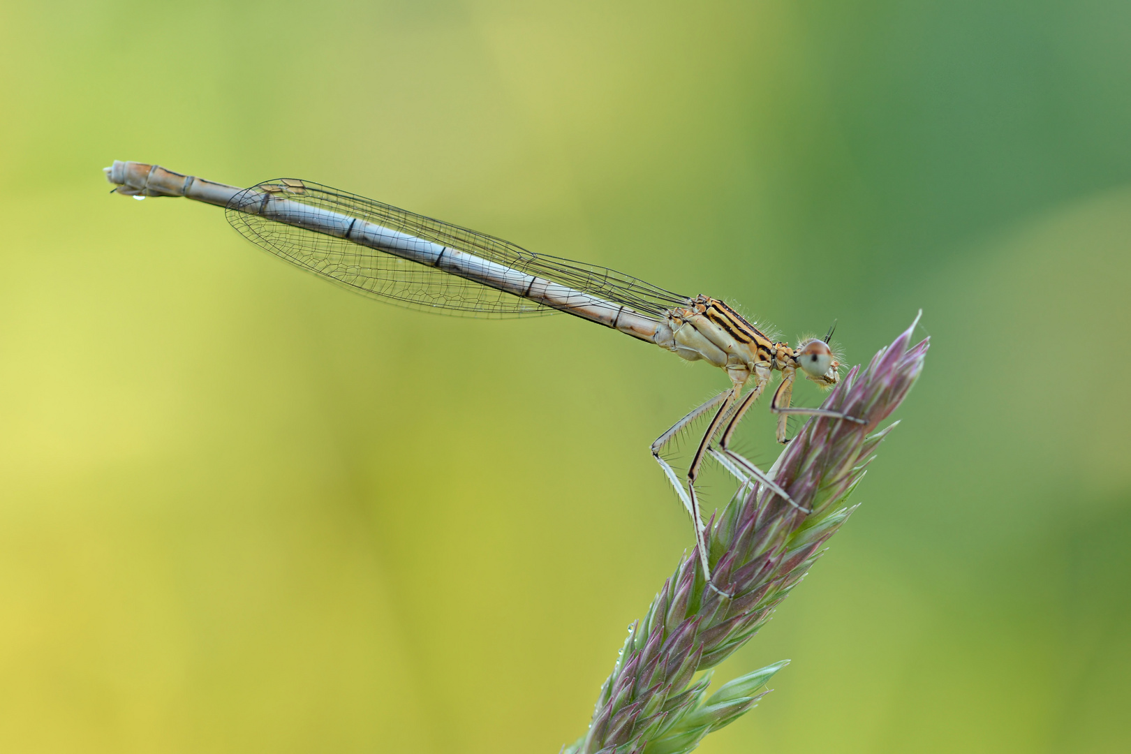 blaue Federlibelle - Weibchen