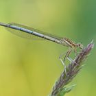 blaue Federlibelle - Weibchen