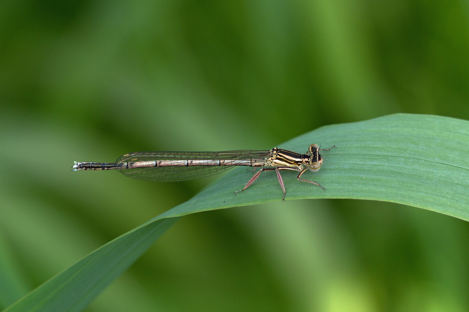 Blaue Federlibelle weibchen