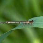 Blaue Federlibelle weibchen