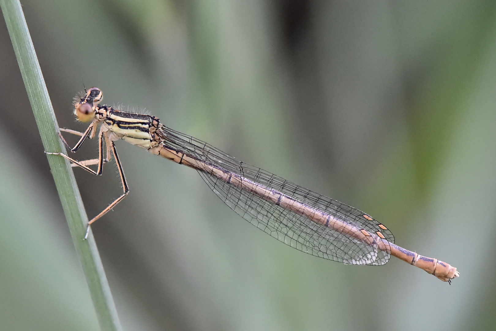 Blaue Federlibelle, Weibchen