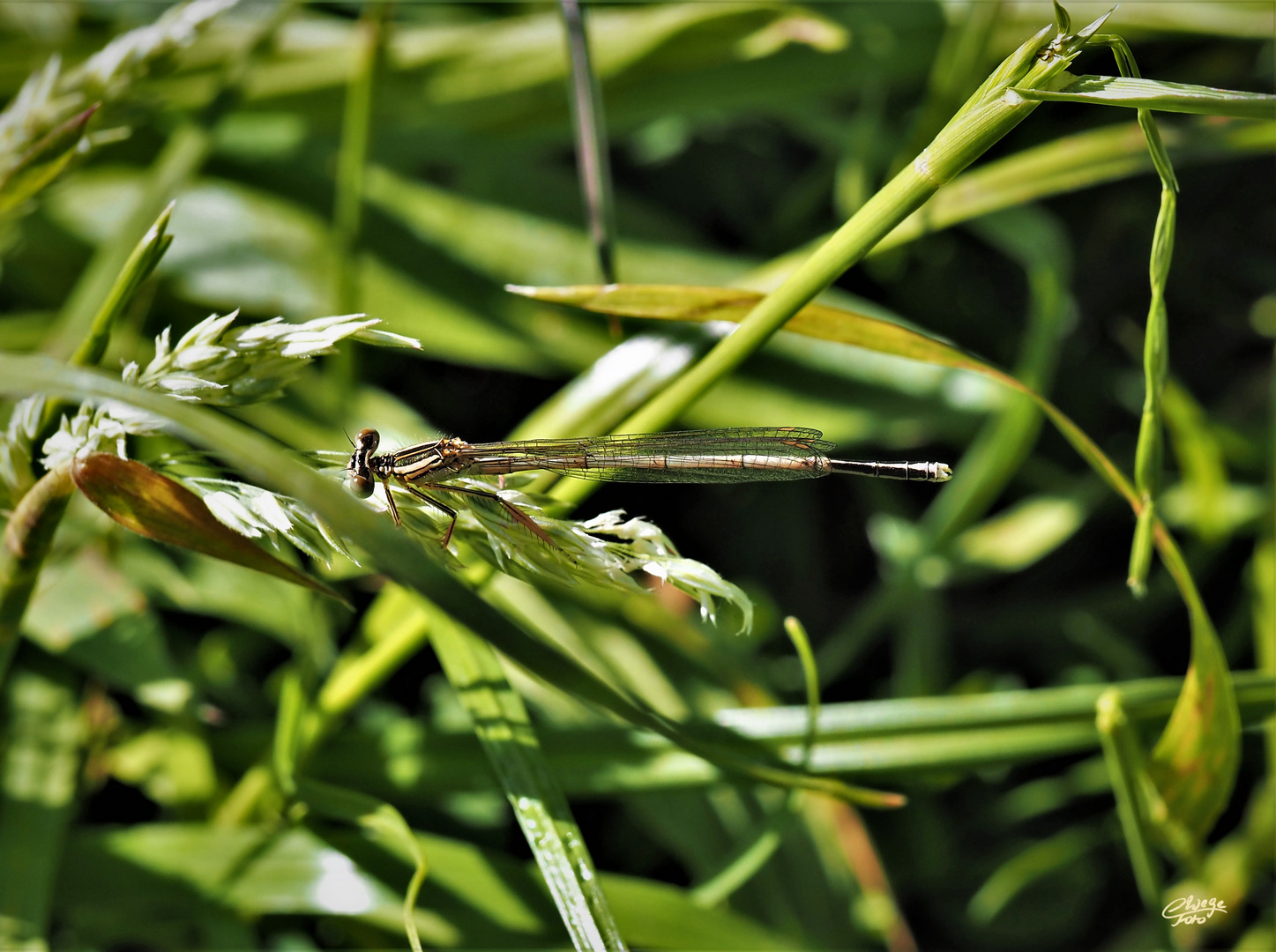 Blaue Federlibelle, Weibchen