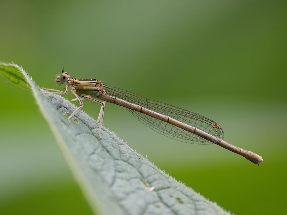 Blaue Federlibelle ( Weibchen )