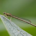 Blaue Federlibelle ( Weibchen )