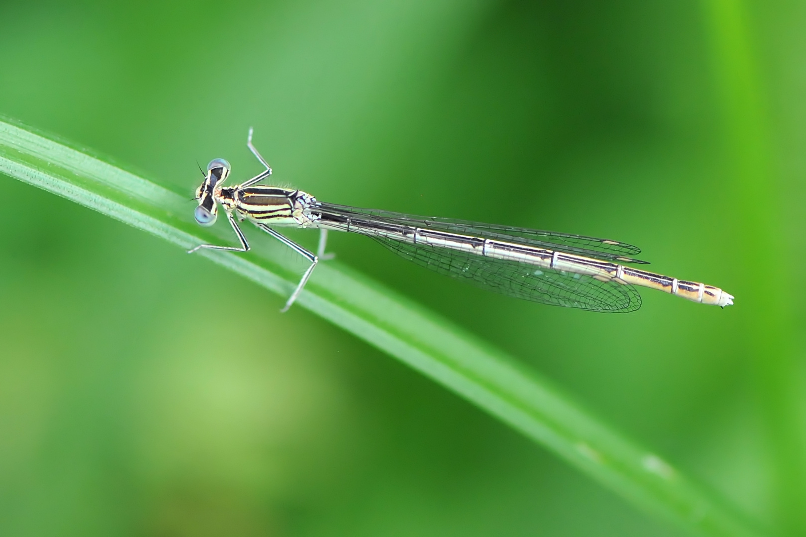 Blaue Federlibelle Weibchen Draufsicht