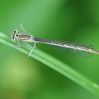 Blaue Federlibelle Weibchen Draufsicht