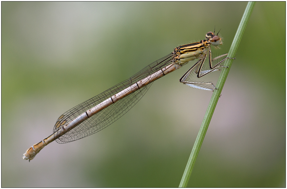 Blaue Federlibelle (Weibchen)