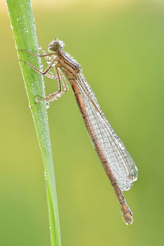 blaue Federlibelle Weibchen