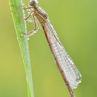 blaue Federlibelle Weibchen