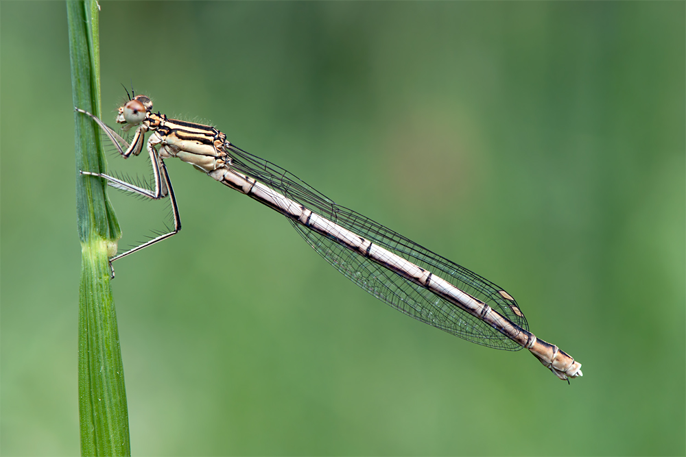 Blaue Federlibelle - Weibchen