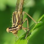 Blaue Federlibelle Weibchen Jungtier