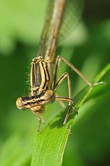 Blaue Federlibelle Weibchen Jungtier