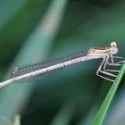 Blaue Federlibelle Weibchen Jungtier