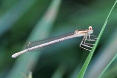 Blaue Federlibelle Weibchen Jungtier