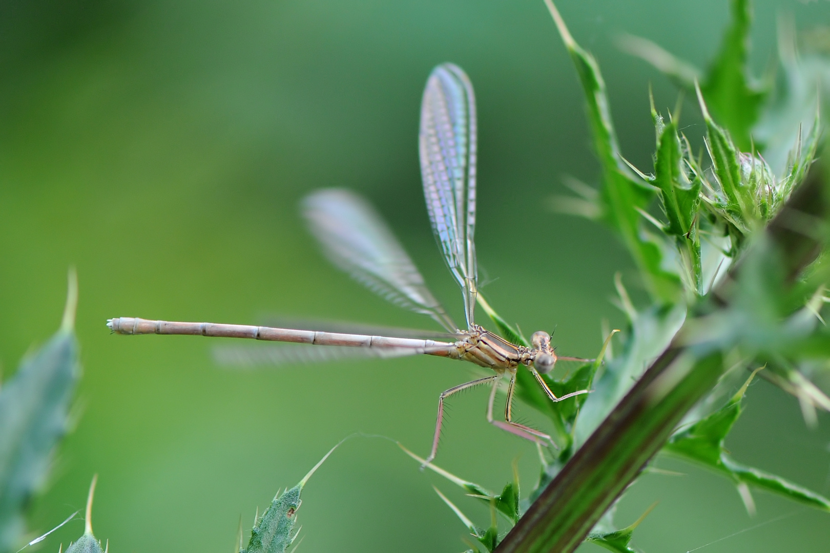 Blaue Federlibelle Weibchen Jungtier