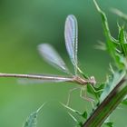 Blaue Federlibelle Weibchen Jungtier