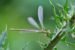 Blaue Federlibelle Weibchen Jungtier