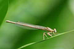 Blaue Federlibelle Weibchen Jungtier