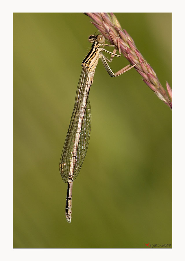 Blaue Federlibelle - Weibchen (Platycnemis pennipes)