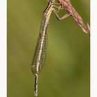 Blaue Federlibelle - Weibchen (Platycnemis pennipes)