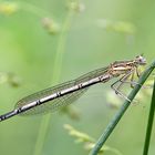 Blaue Federlibelle (Weibchen),(Platycnemis pennipes)