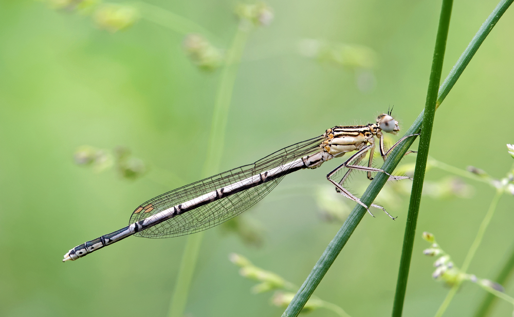 Blaue Federlibelle (Weibchen),(Platycnemis pennipes)