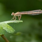 Blaue Federlibelle weiblich