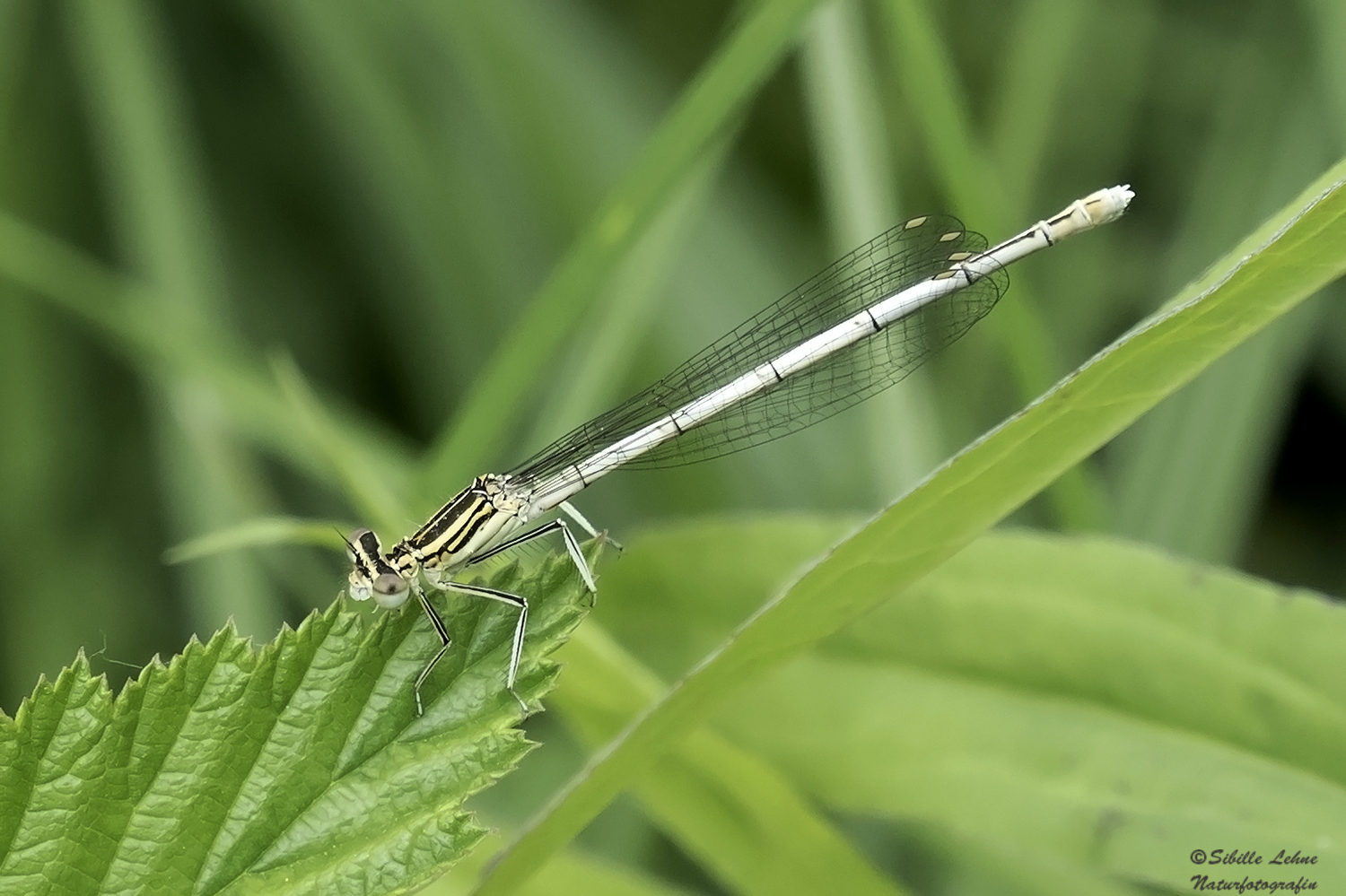 Blaue Federlibelle (weiblich)