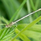 Blaue Federlibelle (weiblich)