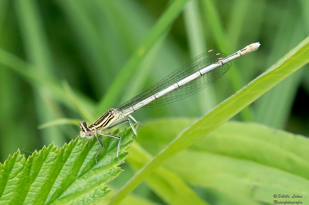 Blaue Federlibelle (weiblich)