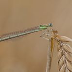 blaue federlibelle (weiblich)