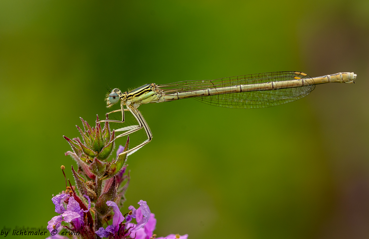 blaue Federlibelle (weiblich)