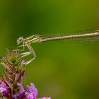 blaue Federlibelle (weiblich)