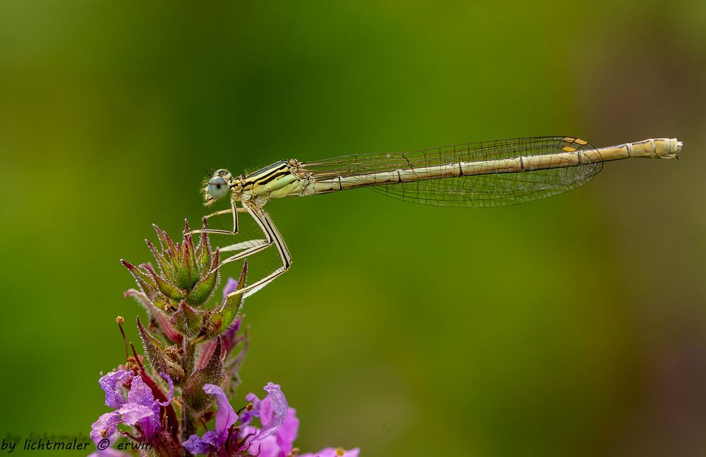 blaue Federlibelle (weiblich)