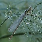 Blaue Federlibelle (Weiblich)