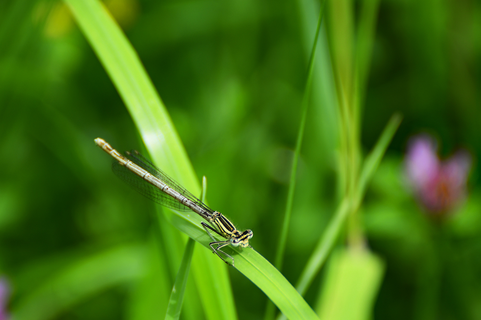 Blaue Federlibelle (weiblich) ?