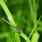 Blaue Federlibelle (weiblich) ?