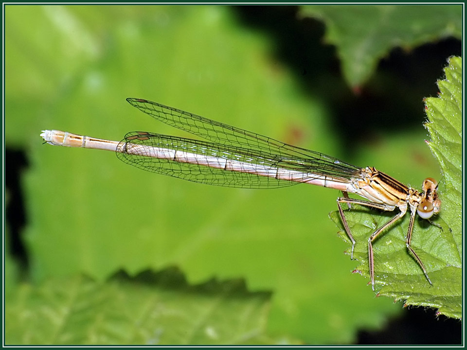 Blaue Federlibelle w._Platycnemis pennipes