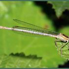 Blaue Federlibelle w._Platycnemis pennipes