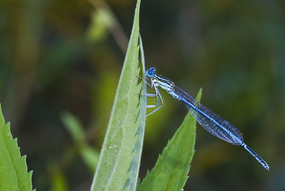 Blaue Federlibelle2